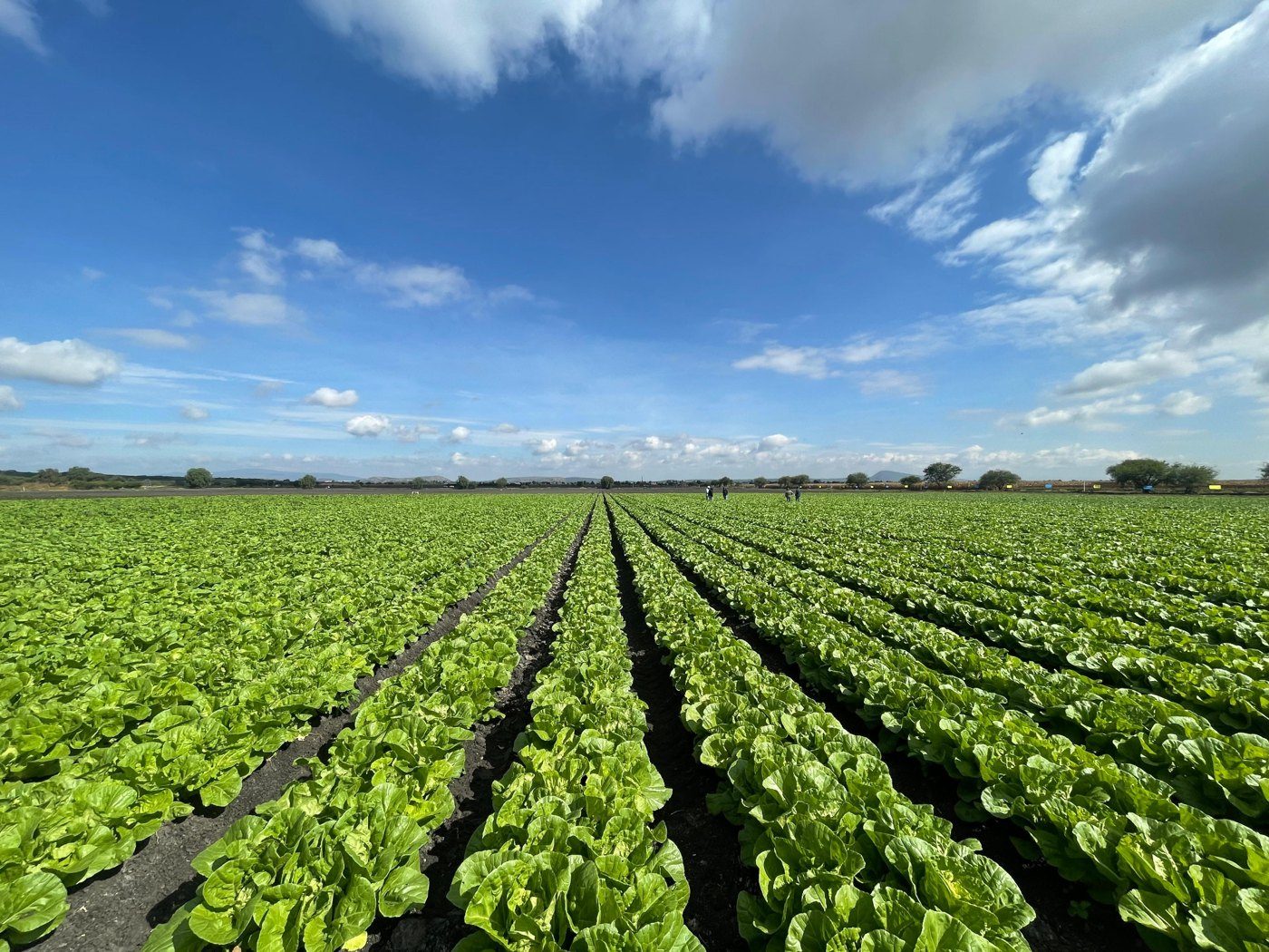 Rows of Asian greens growing in the Bajío, Guanajuato