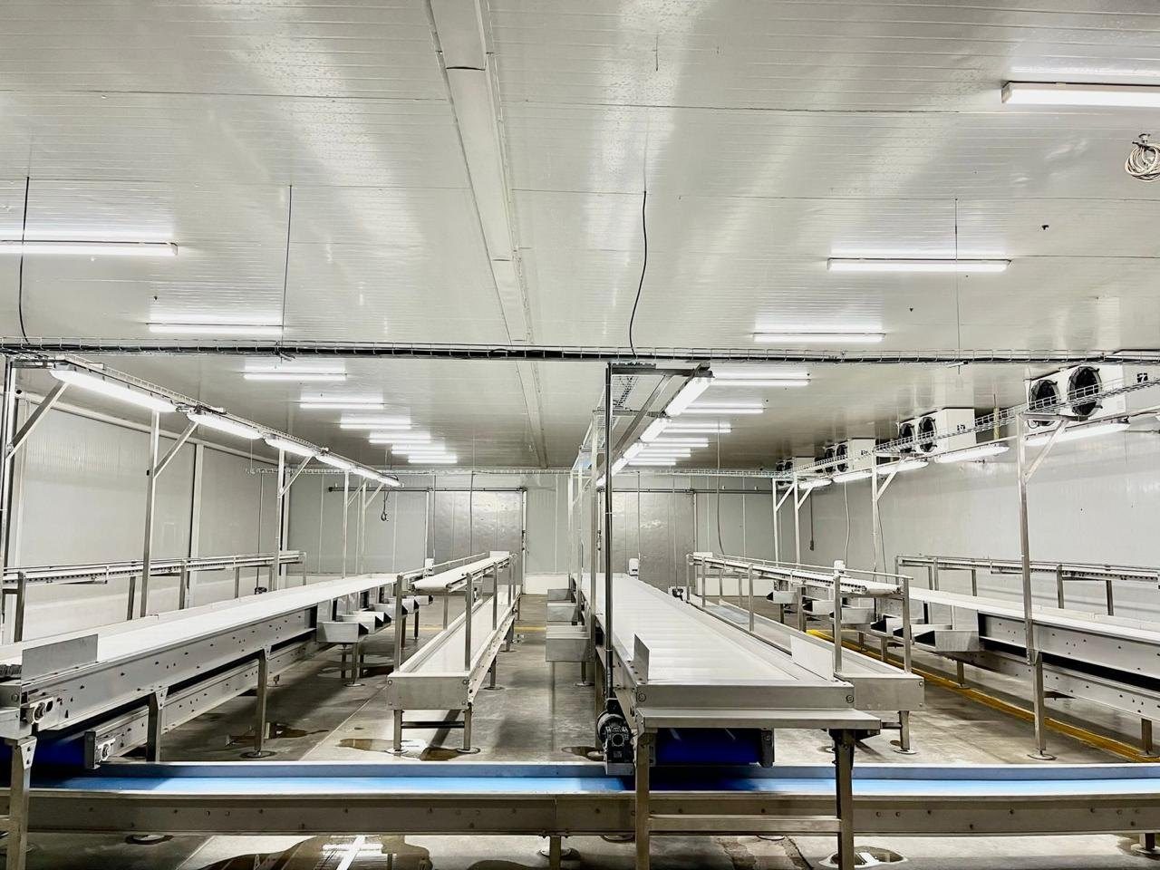 Grading and packing line inside the cold facility at Rancho El Castillo
